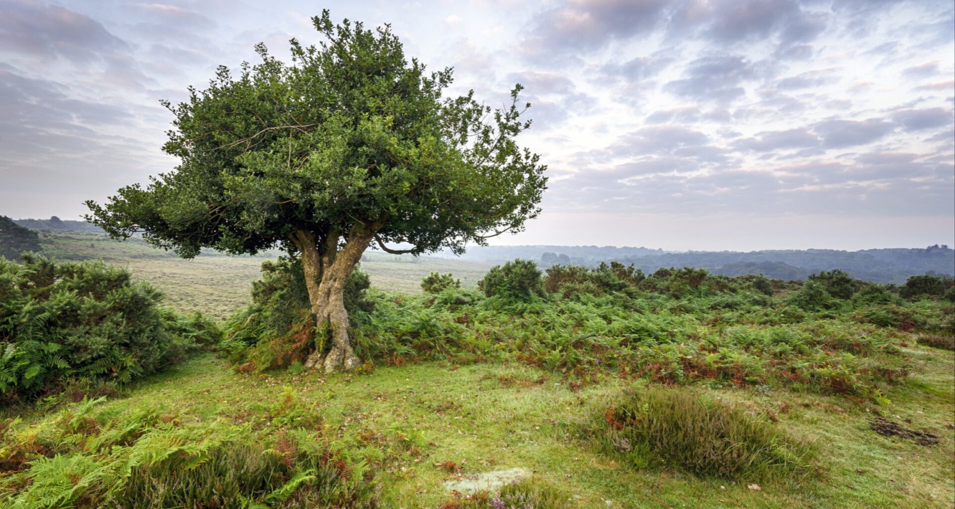 The 2% allocation: natural capital will reshape advice firms in 2026