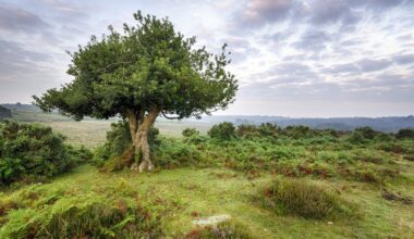 The 2% allocation: natural capital will reshape advice firms in 2026