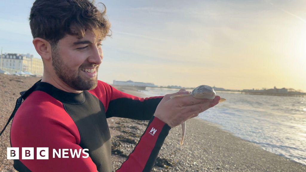 Baby shark rescuer saves lives at his Brighton hatchery