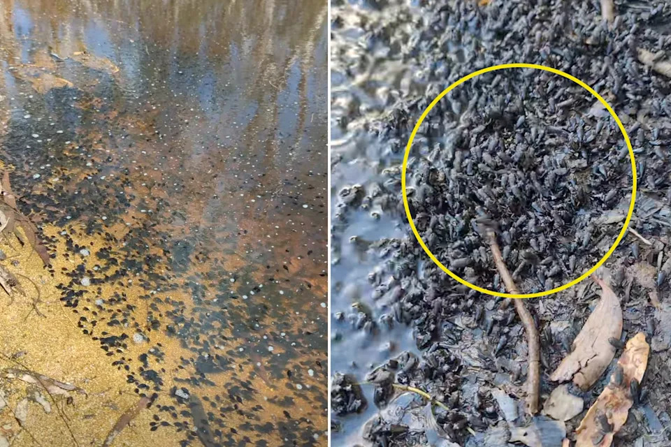 Cane toad tadpoles and toadlets on Magnetic Island. 