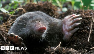 Are there more molehills than usual this winter?