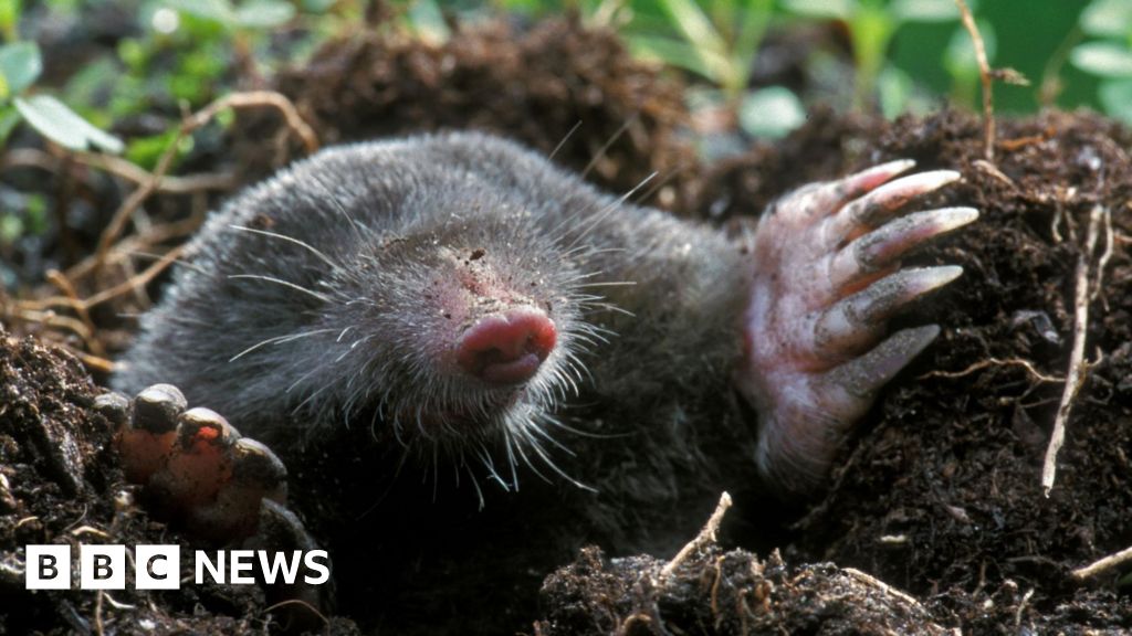 Are there more molehills than usual this winter?