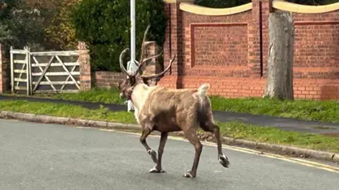 HM Coastguard Crosby Photo of a reindeer running down a street. 