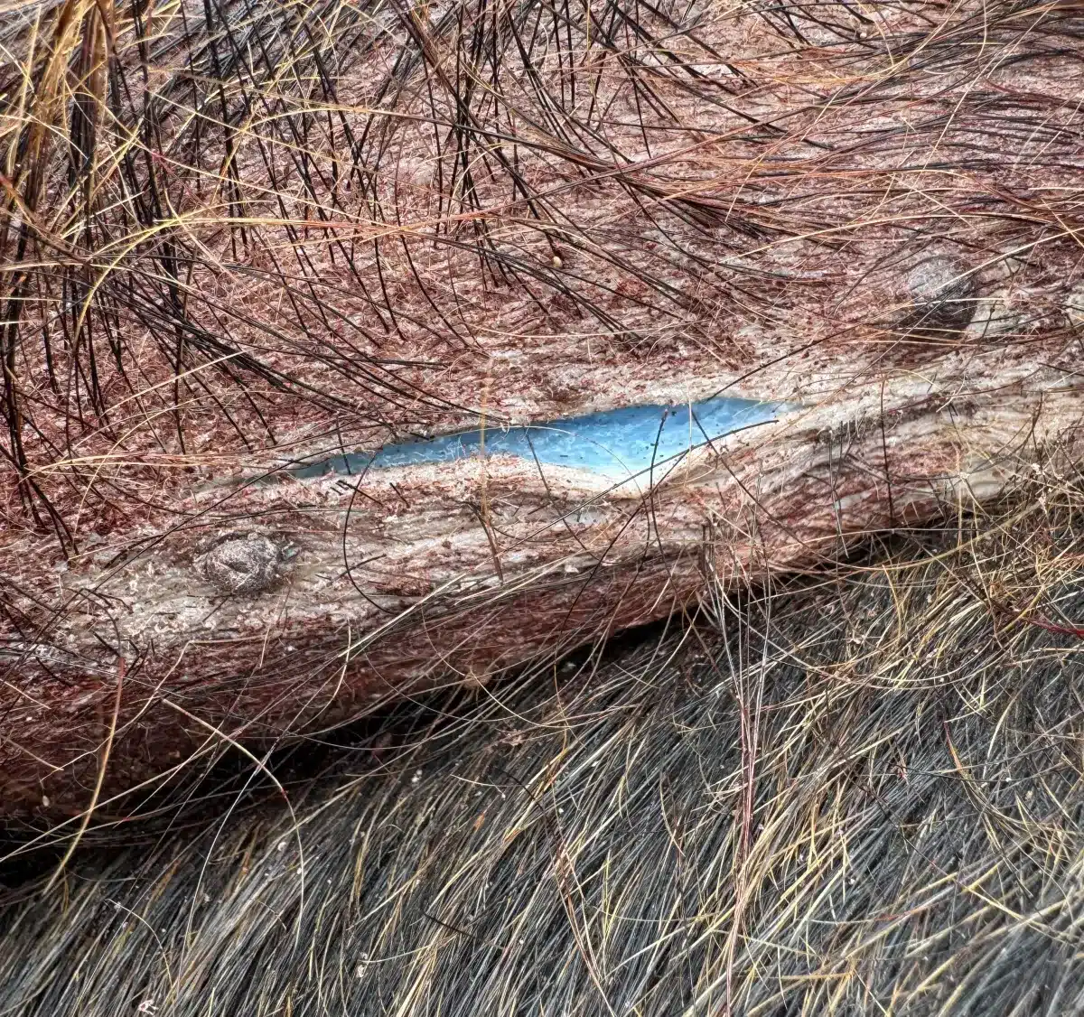 A Trapping Company In California Recently Caught Wild Pigs With Bright Blue Fat And Flesh Under Their Skin.