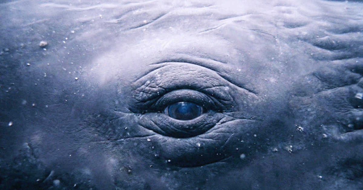 How whales became the poets of the ocean