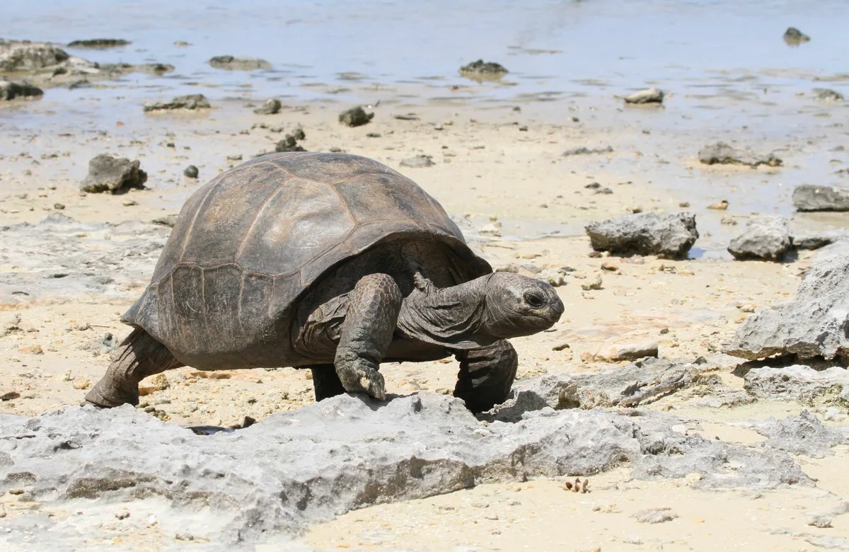 Aldabra giant tortoise walking over the dried out mangroves sections of Aldabra atoll
