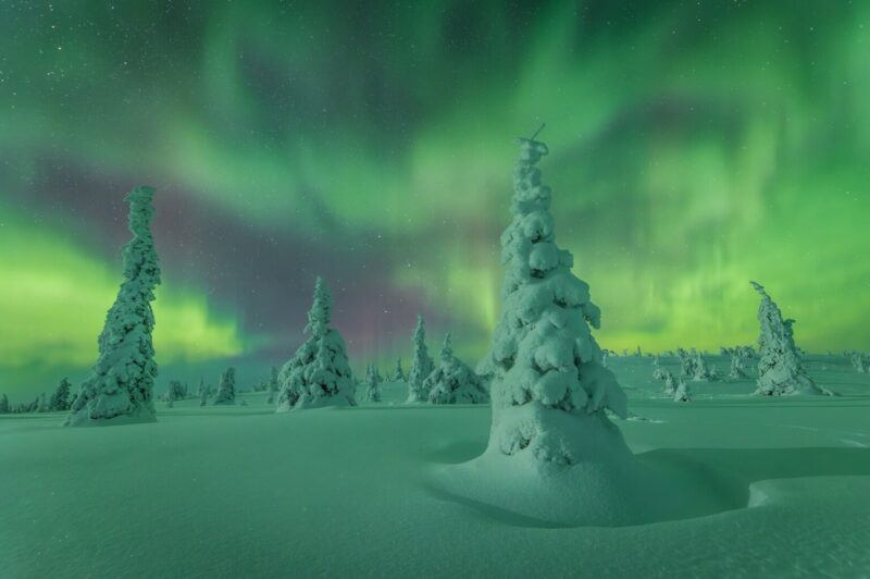 Evergreens covered in heavy snow with a greenish aurora in the background.