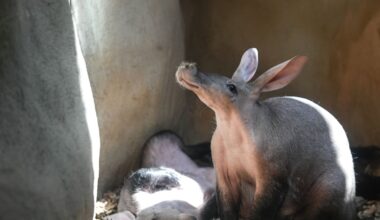 Herald morning quiz: ‘Aardvark’ translates to what in English?