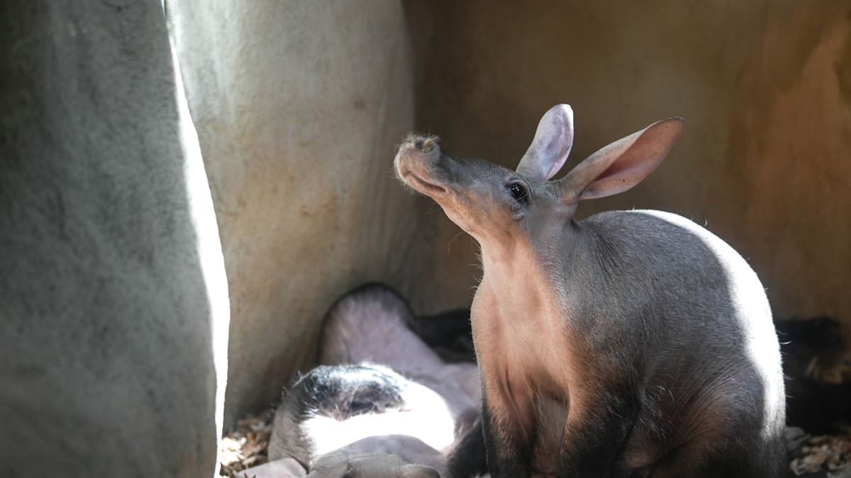 Herald morning quiz: ‘Aardvark’ translates to what in English?