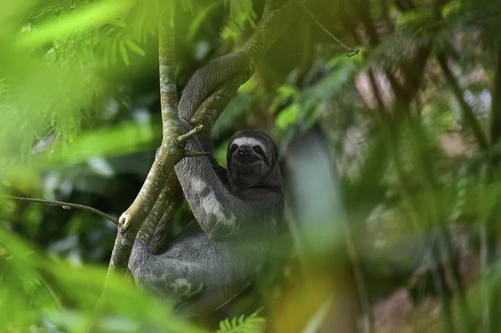 Brown-throated sloth 