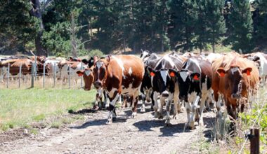 Ninth fall for GDT prices in final auction of the year - NZ Herald