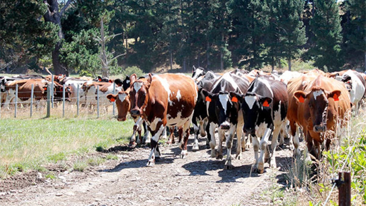 Ninth fall for GDT prices in final auction of the year - NZ Herald