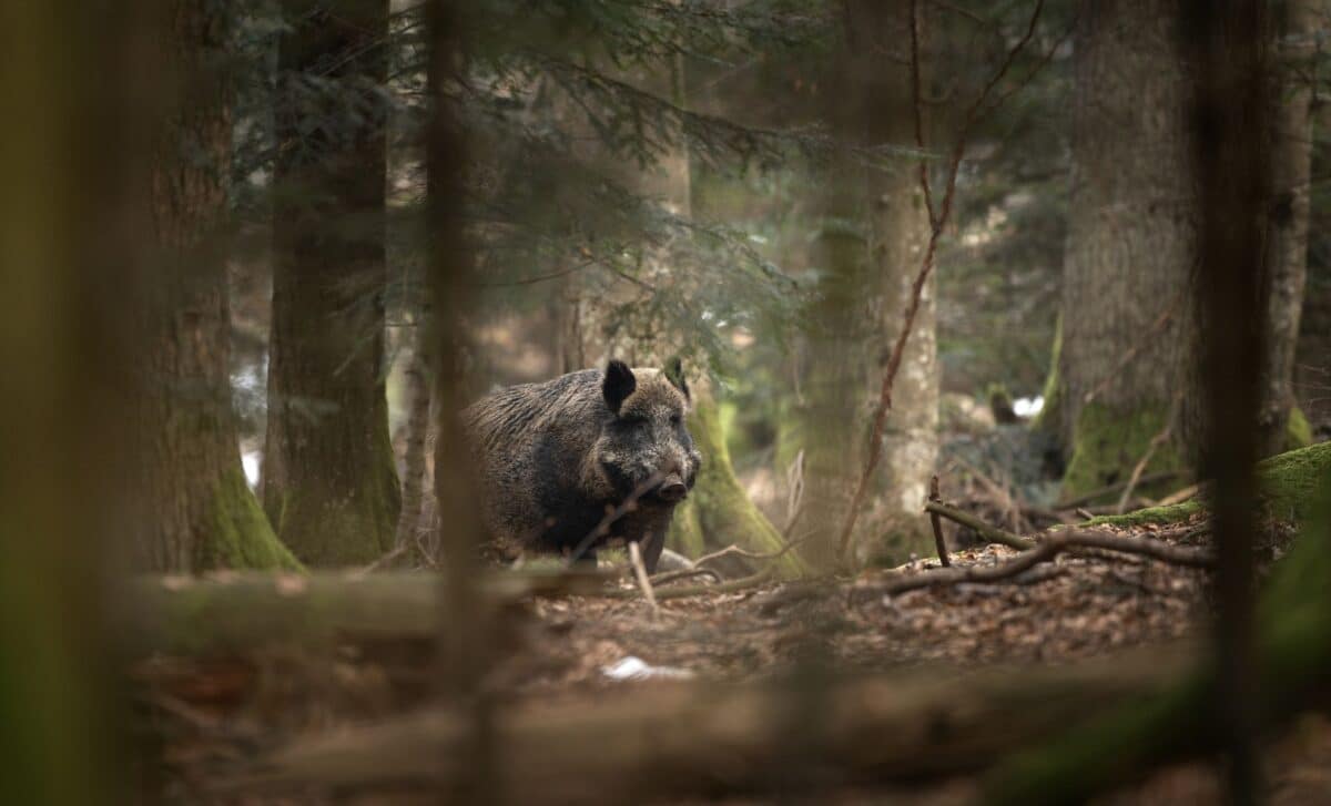 California Hunters Stunned After Finding Wild Pigs With Neon Blue Fat – Here's What It Means