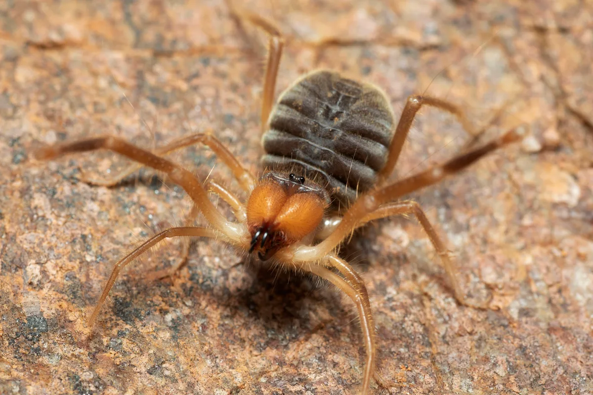 Camel spider