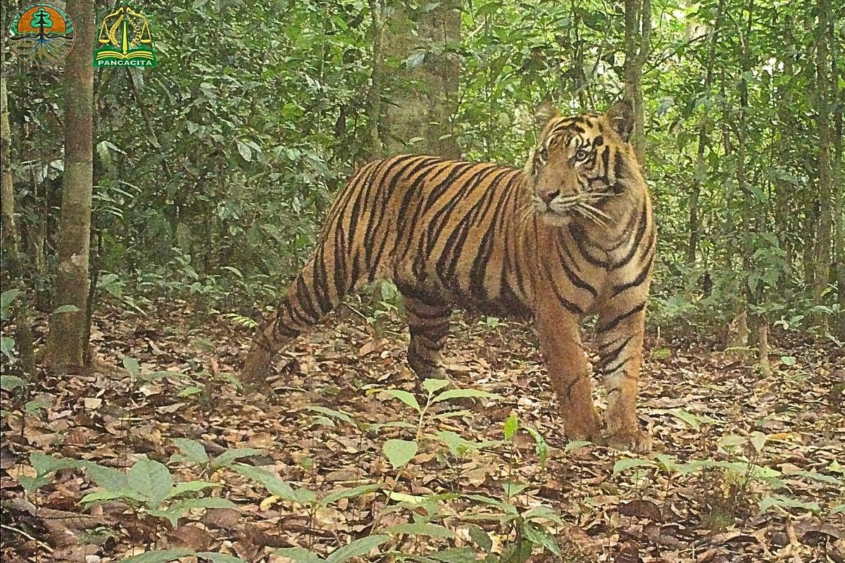Camera trap captures tiger in the Leuser Ecosystem