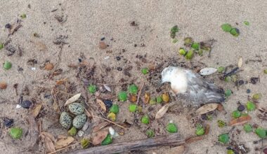 Death of nesting dotterel on Northland’s Matapouri beach sparks plea from locals, DoC