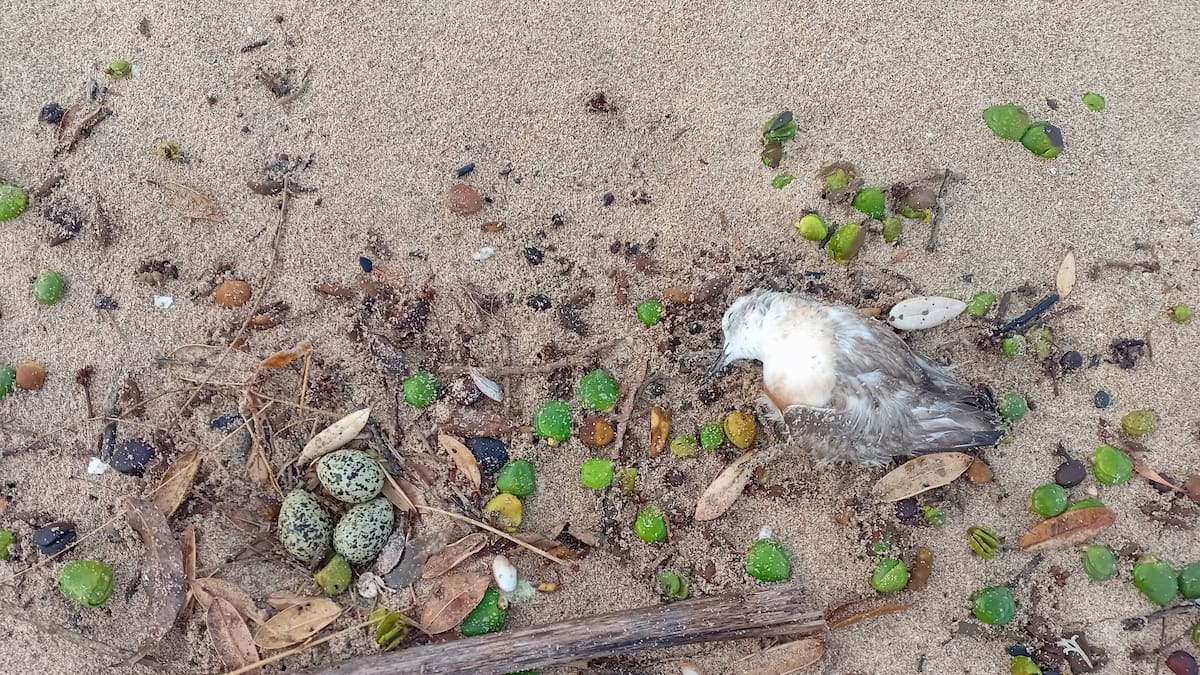 Death of nesting dotterel on Northland’s Matapouri beach sparks plea from locals, DoC