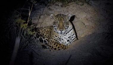 To save jaguars from extinction, scientists in Brazil are trying IVF and cloning