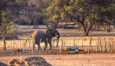 How Southern African farmers & elephants can both adapt to coexist
