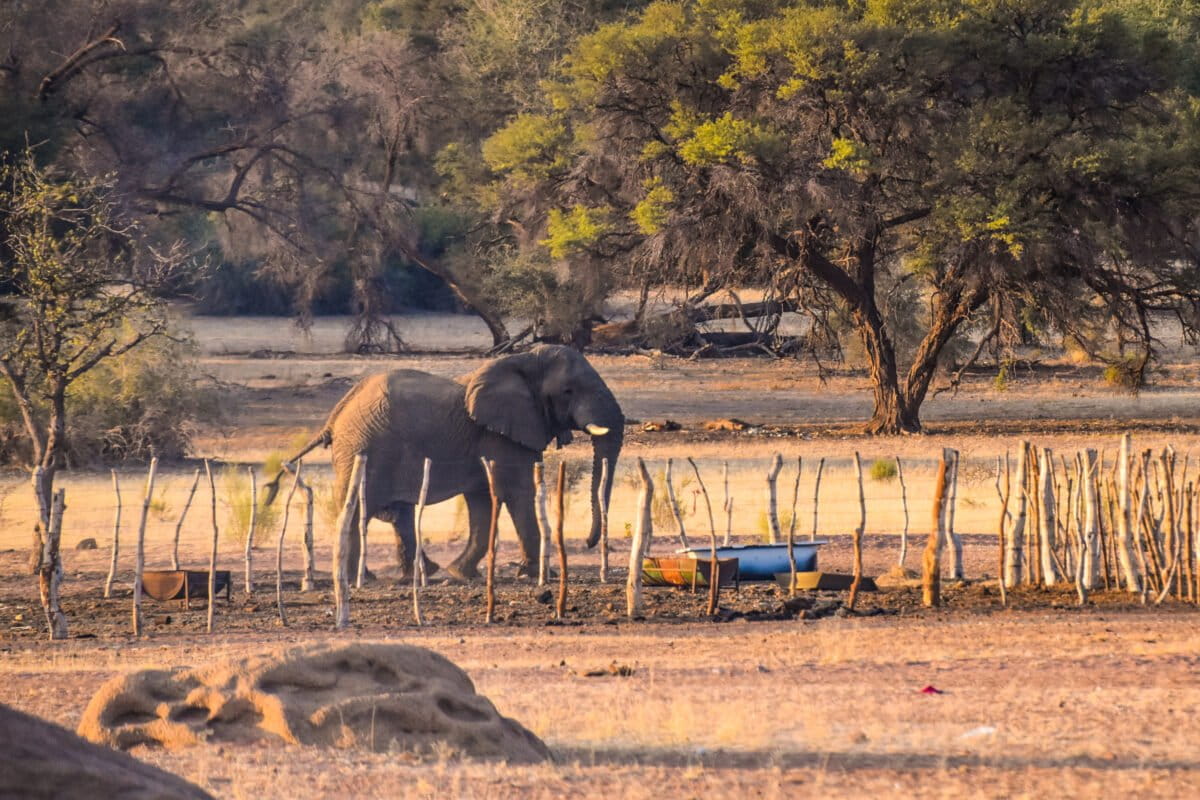 How Southern African farmers & elephants can both adapt to coexist
