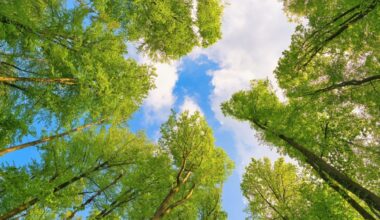Plant leaves reveal how forests respond to rising carbon dioxide