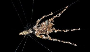 Orb-web Spider species -probably Cyclosa spec.-, building spider dummies with several legs from plant debris and dead insects to deflect from enemy attacks, Tambopata Nature Reserve, Madre de Dios Region, Peru