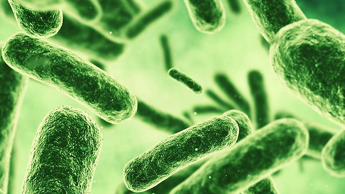 The gut bacteria that put the brakes on weight gain in mice – @theU