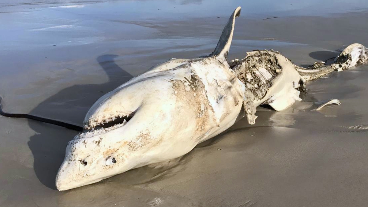Great White Sharks Were Scared Out of Their Habitat by Just 2 Predators : ScienceAlert