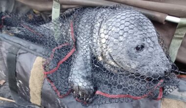 Lost Grey Seal Pup Rescued After Being Netted by Fisherman 20 Miles Away