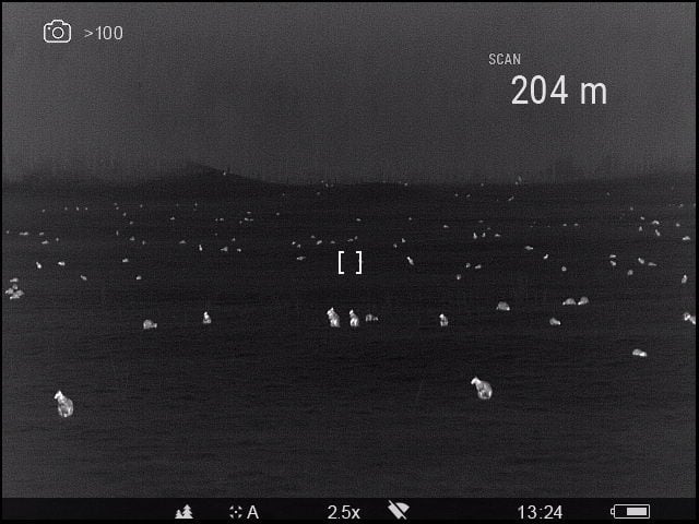 
Dozens of wallabies pictured on a Rotorua paddock in 2022. Photo / Supplied