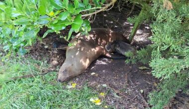 Otago sea lion breeding season begins with Christmas Day pup birth