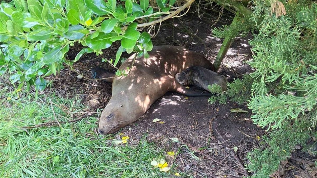 Otago sea lion breeding season begins with Christmas Day pup birth