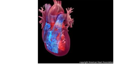 Uterine fibroids linked to elevated heart disease risk