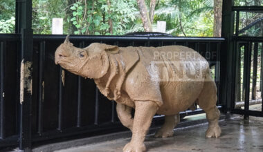 Indonesia’s 1st Javan rhino translocation ends in death, in conservation setback