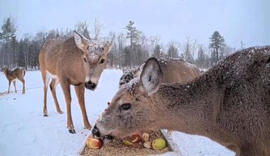 Maine deer eat from troughs on livestream, have become internet darlings