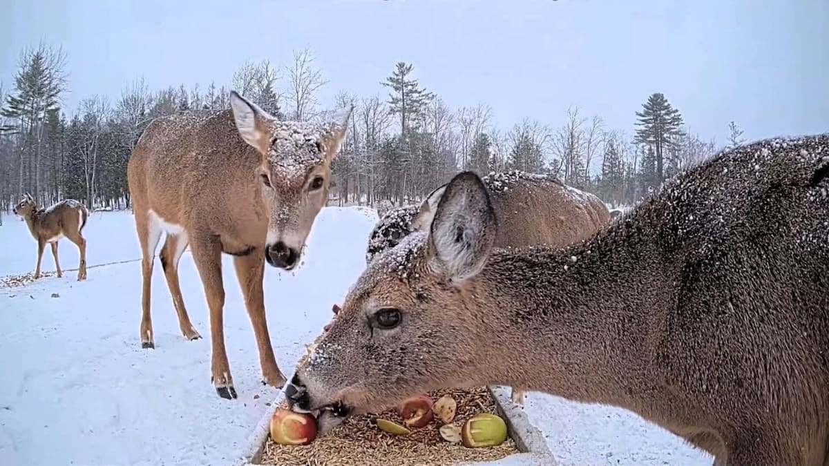 Maine deer eat from troughs on livestream, have become internet darlings
