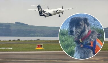 On The Up: Rotorua Airport’s four-legged employee gets national recognition for helping wildlife problem