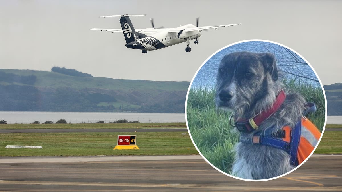 On The Up: Rotorua Airport’s four-legged employee gets national recognition for helping wildlife problem
