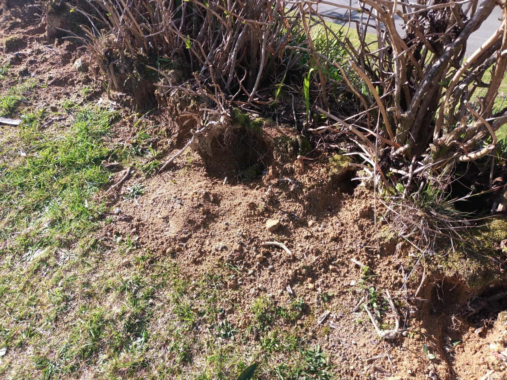  Rabbit damage at an Ōkere Falls property. Photo / Mathew Nash