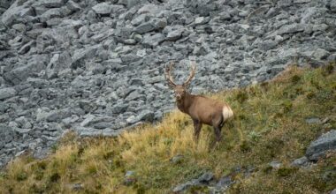 Forest & Bird warns ‘herds of special interest’ deer plan a backward step