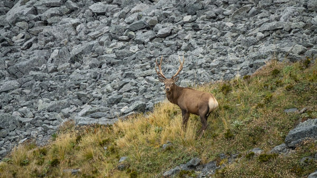 Forest & Bird warns ‘herds of special interest’ deer plan a backward step
