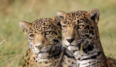 A year of wins for the big cat