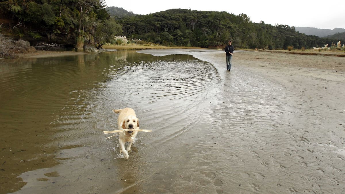 Pets on holiday: What New Zealanders are planning to do with their pets this summer