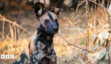 The wilddogs of Kingdom.