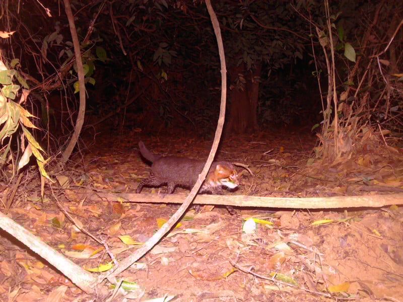 A small dark mammal, possibly a wild cat, walks through a leaf-covered forest floor at night, illuminated by a camera trap flash. Dense foliage and branches surround the animal.