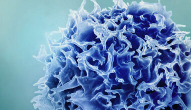 New study suggests a way to rejuvenate the immune system | MIT News