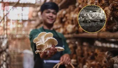 Mushroom Business