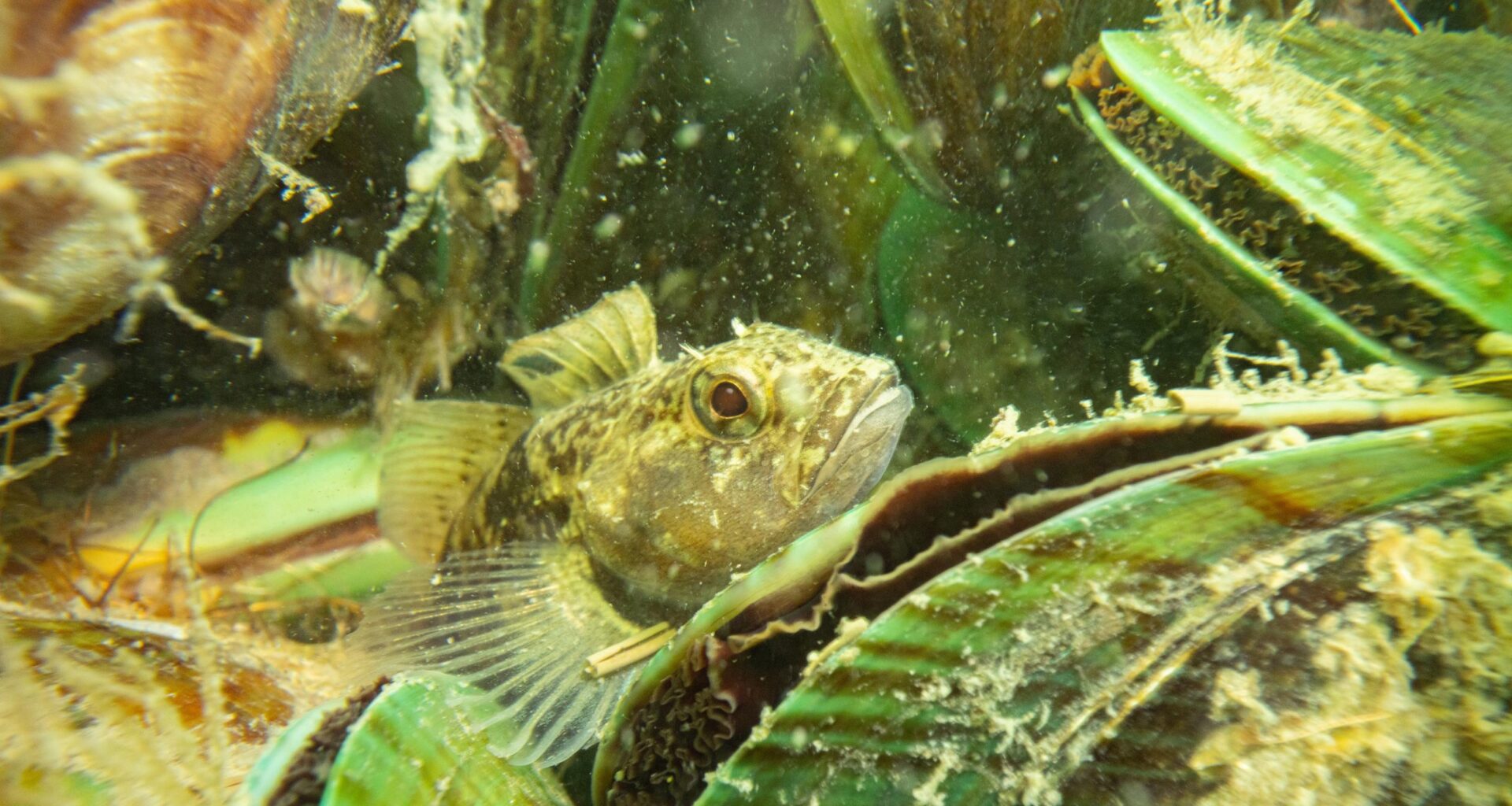 The Hauraki Gulf: We made the mess, now we fix it