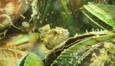 The Hauraki Gulf: We made the mess, now we fix it