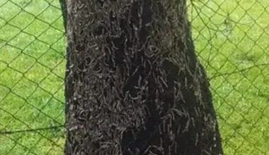 Port St Johns hit by invasion of mysterious white millipedes